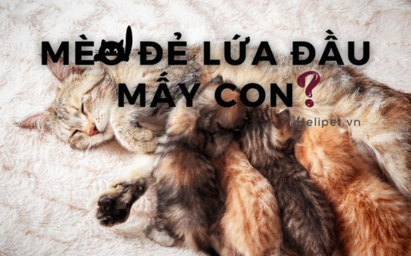 Các yếu tố như giống chó, số lượng thai, sức khỏe ảnh hưởng đến thời gian mang thai của chó